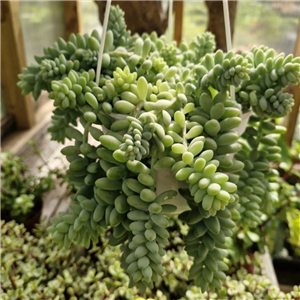 Sedum Morganianum